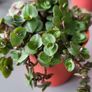 Cute little house plants. 5euro Image 2