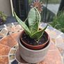 Rare SANSEVIERIA Hahnii house plant Image 4