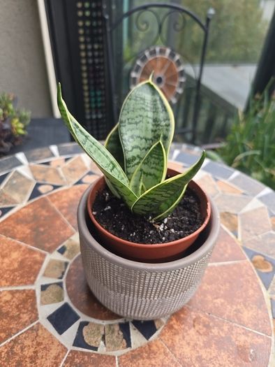 Rare SANSEVIERIA Hahnii house plant