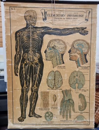 1930s Vintage Elementary Physiology Poster No3 In The Al Educational Series For Sale in ...