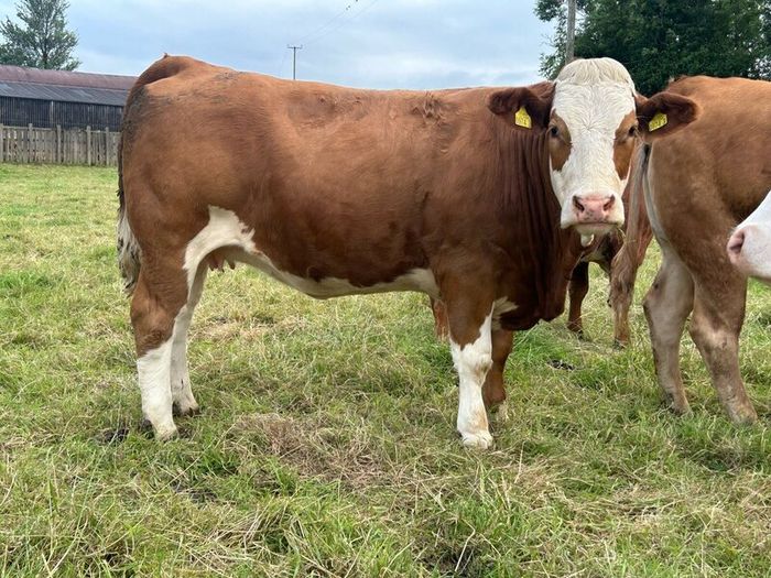 Springing and incalf heifers