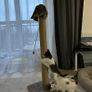 Cat Scratching Post Image 7