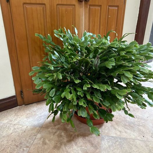 Queens tears plant , mature thanksgiving cactus.