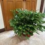 Queens tears plant , mature thanksgiving cactus. Image 10