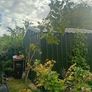 large 2.8 metre eucalyptus tree Image 3