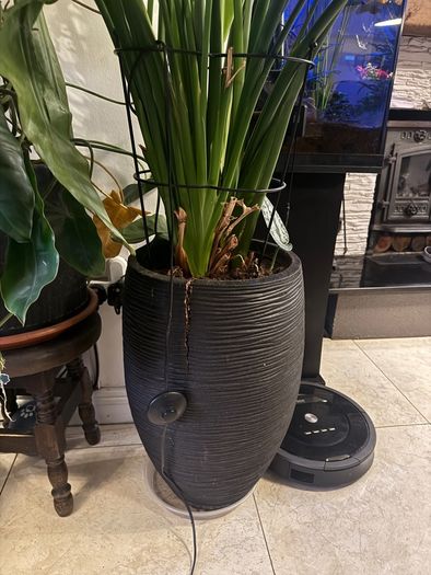 Strelitzia Nicolai