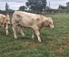 PBR Charolais bulls