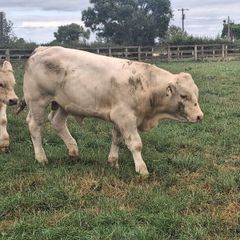 PBR Charolais bulls