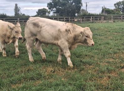 PBR Charolais bulls