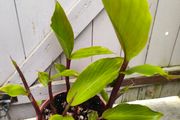 garden plants