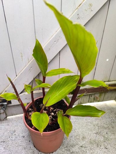 garden plants