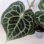 Anthurium Clarinervium Plant Image 2