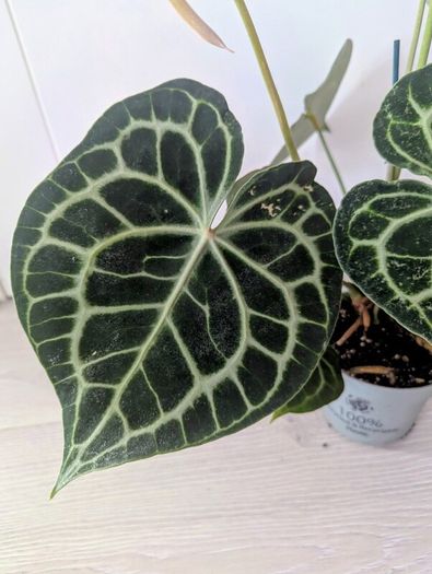 Anthurium Clarinervium Plant