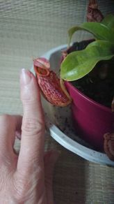 Rare to find Nepenthes