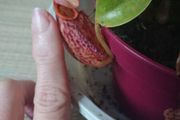 Rare to find Nepenthes