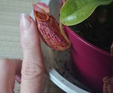 Rare to find Nepenthes