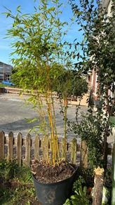 2 Golden Bamboo