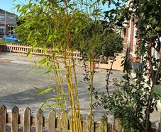 2 Golden Bamboo