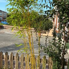 2 Golden Bamboo