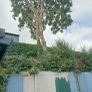 Tree removal Image 6