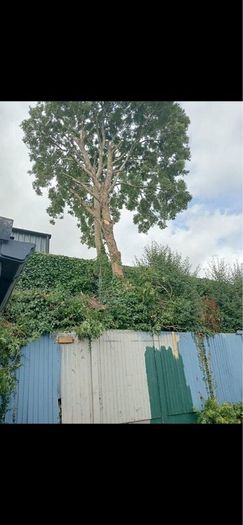 Tree removal