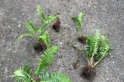 Ferns