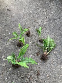 Ferns