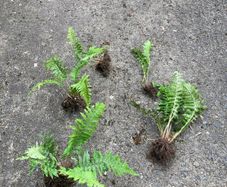 Ferns