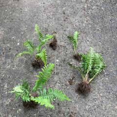 Ferns