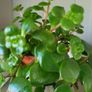 Sedum Makinoi "Tundra Tornado "  trailing plant Image 4