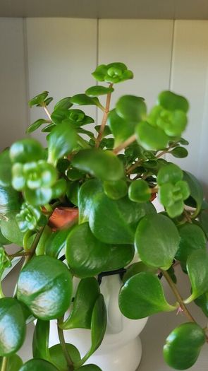 Sedum Makinoi "Tundra Tornado "  trailing plant