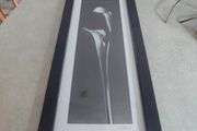 FINE ART SIGNED PRINT OF FRAMED Black &amp; White Photograph by Dick/Diane Stefanich Calla Lily
