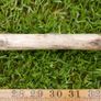 Traditional wooden shillelagh - rustic walking stick Image 6