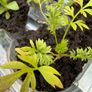 Garden Plants (7) Image 3