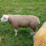 PBR texel ram lambs Image 6