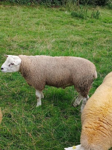 PBR texel ram lambs