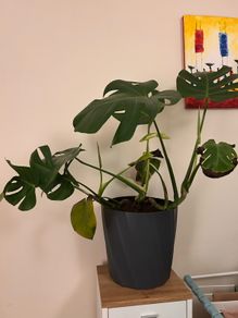 Monstera