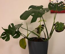 Monstera