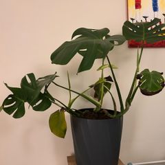 Monstera