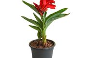 plants