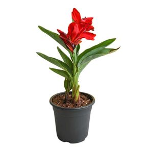 plants