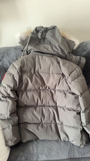 Canada goose