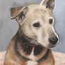 Custom Pet Portrait Paintings Image 4
