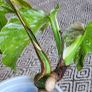 Small house plant bundle + variegated Monstera Image 6