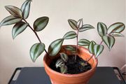 Tradescantia plant