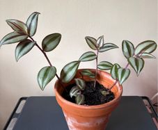 Tradescantia plant