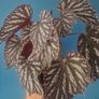 begonia flower Image 2