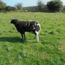 Dutch Spotted Hoggett Rams Image 7