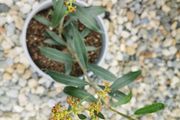Olive tree plant