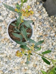 Olive tree plant